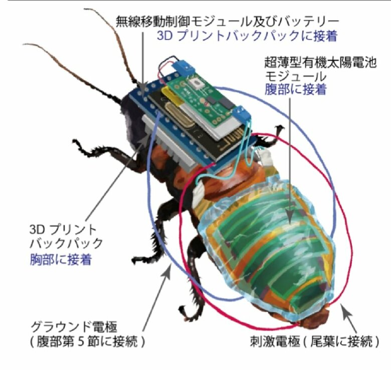 サイボーグ昆虫　イラストイメージ（画像提供：理化学研究所）