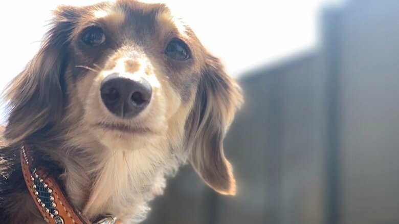 渋みのある表情を見せることも