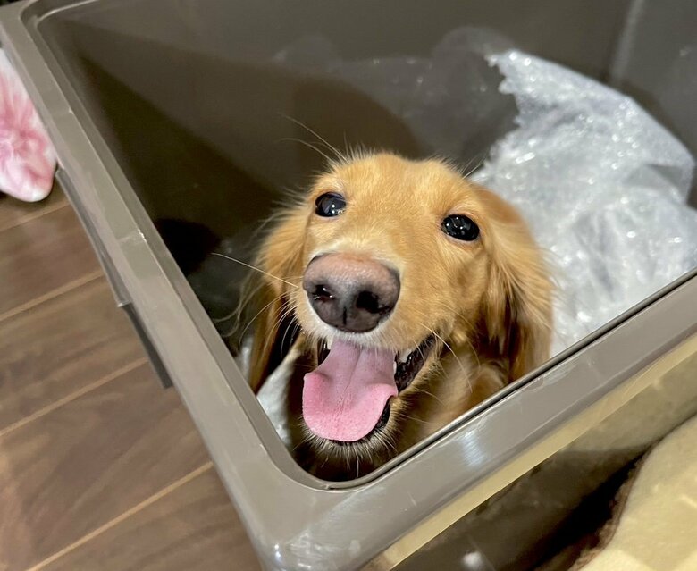 ねこくんが入っていたスペースで笑顔のぼんくん