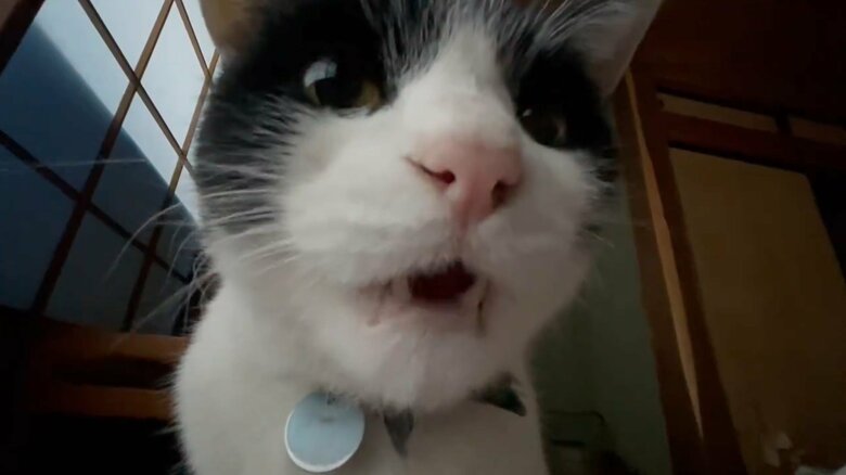 朝の“モーニャングコール”をするハチくん