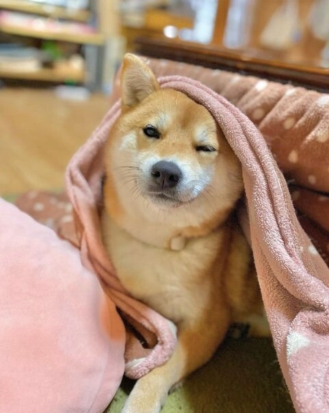 提供：shiba_mugi_さん