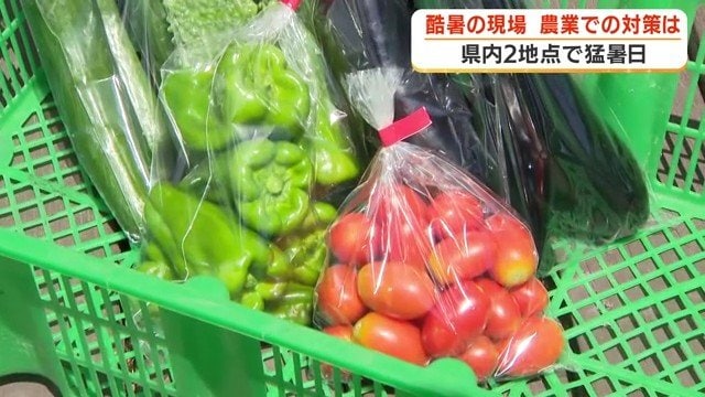 袋詰めされた野菜