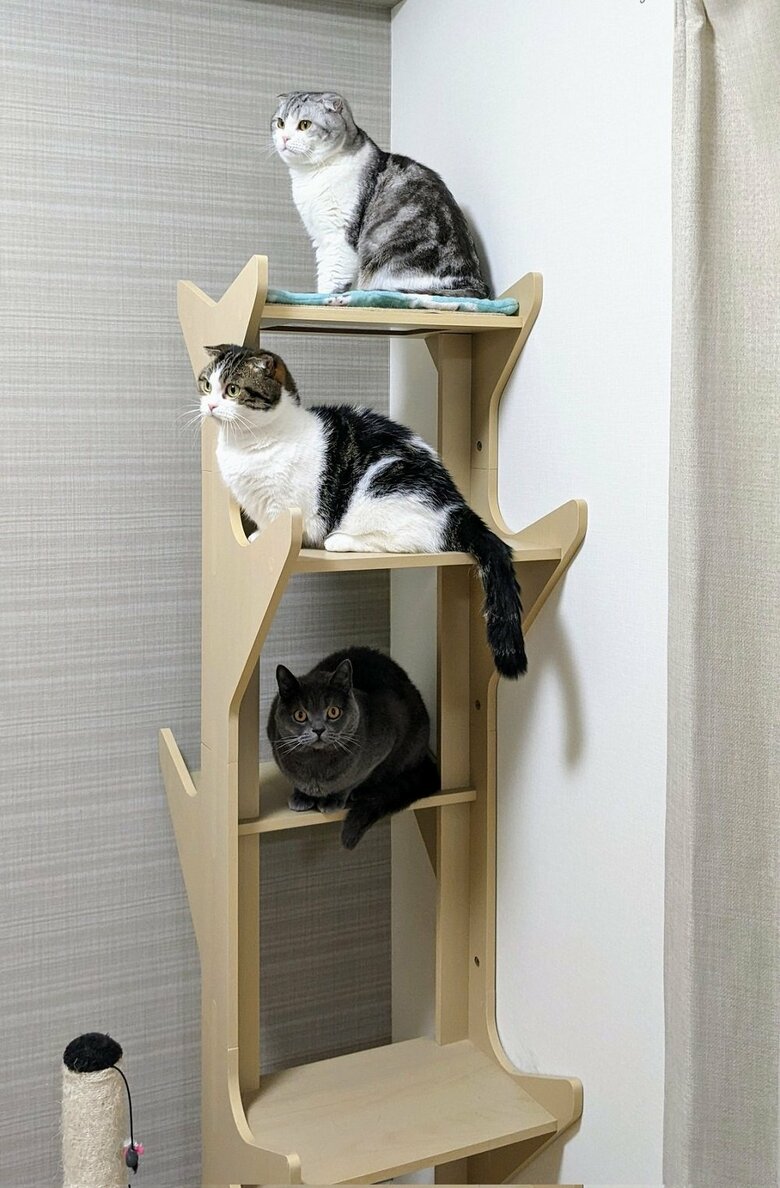 キャットタワー（上から倫太郎くん、鉄朗くん、光太郎くん）