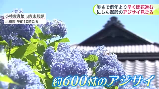 【アジサイ見ごろ】にしん御殿を彩る美しい花！あすは暑さ一段落　道東の沿岸は涼風届き17℃の所も【北海道の天気 9日(火)】