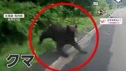 クマが道路に飛び出し車と衝突　運転手「口をぱっくり開けて飛びかかって…」　脱落したバンパーには“歯形”も　北海道・知内町