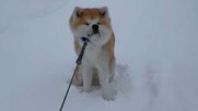 吹雪の中での攻防戦! 「帰りたくない」と踏ん張る秋田犬が最高…その後どうなったのか飼い主に聞いた