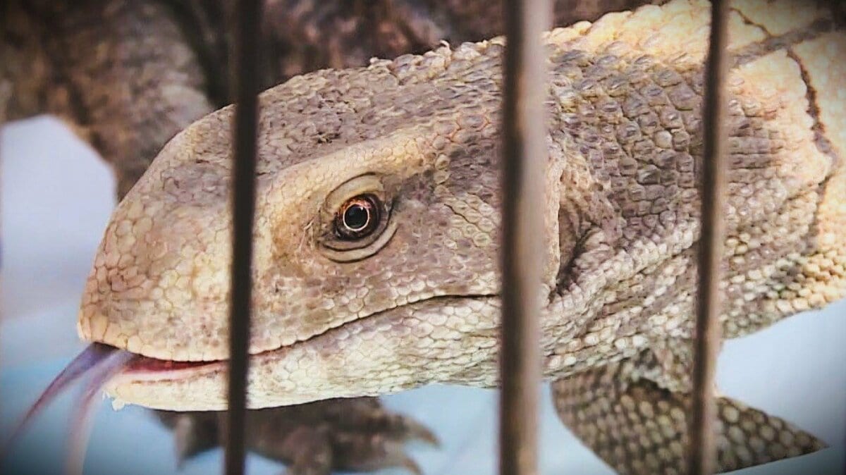 体長1m超”のオオトカゲが住宅街に!? 連日目撃した住民「怖くて夢に出