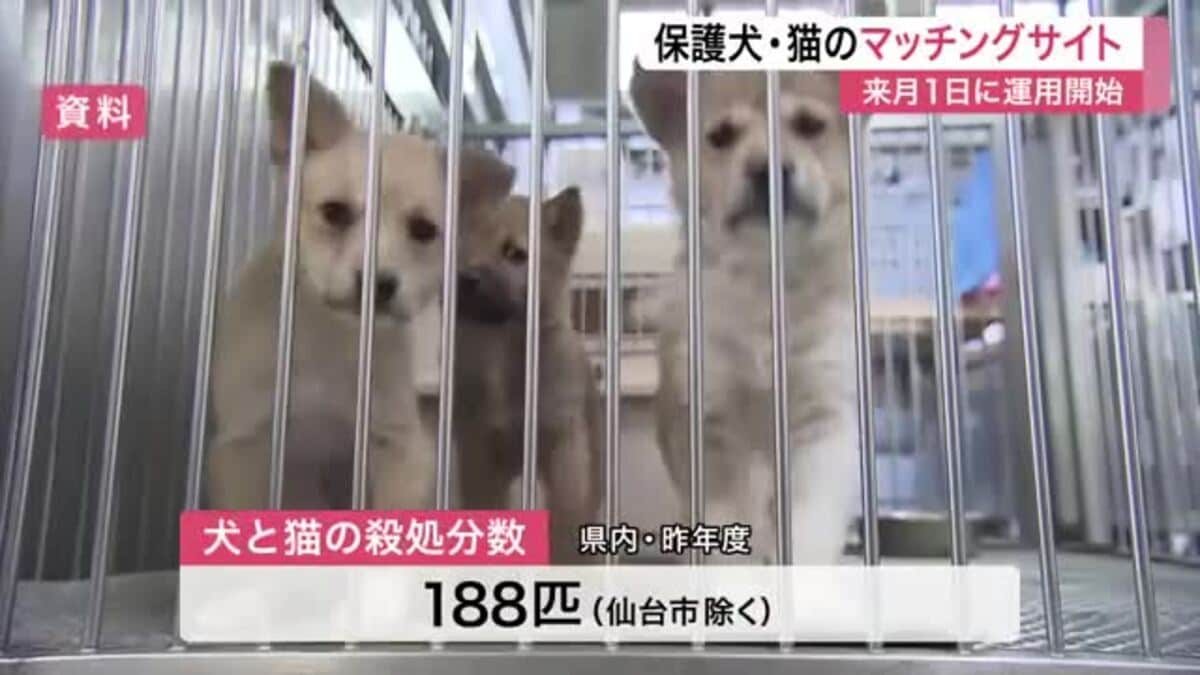 殺処分ゼロへ 保護犬・保護猫と新たな飼い主をつなぐ 宮城県がマッチングサイトを4月1日から運用開始