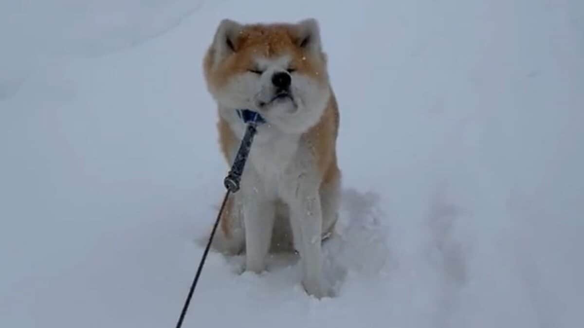 吹雪の中での攻防戦 帰りたくない と踏ん張る秋田犬が最高 その後どうなったのか飼い主に聞いた Fnnプライムオンライン