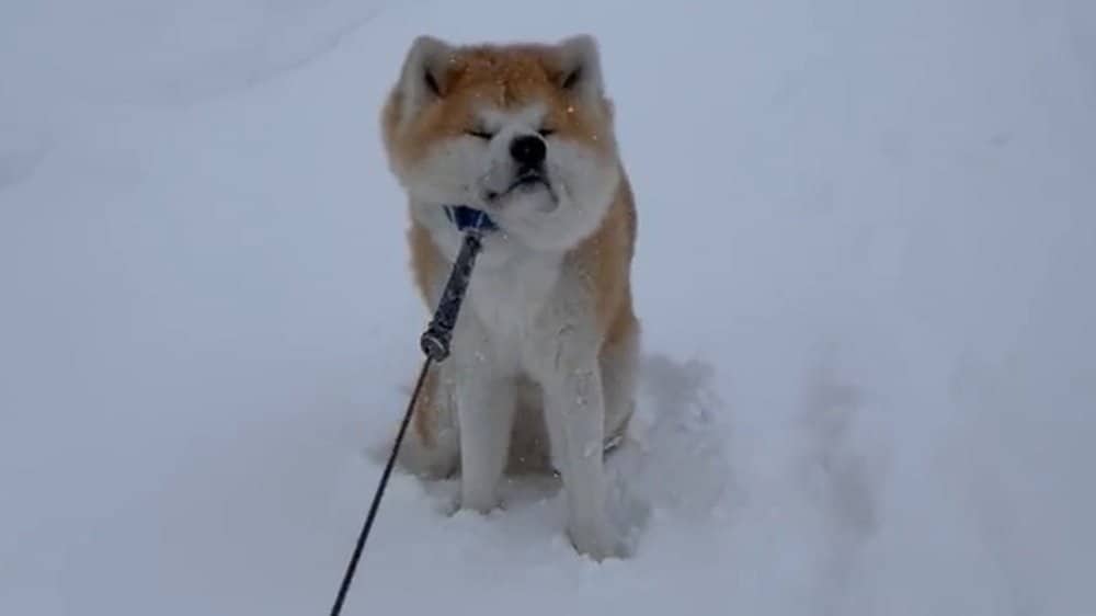 吹雪の中での攻防戦 帰りたくない と踏ん張る秋田犬が最高 その後どうなったのか飼い主に聞いた