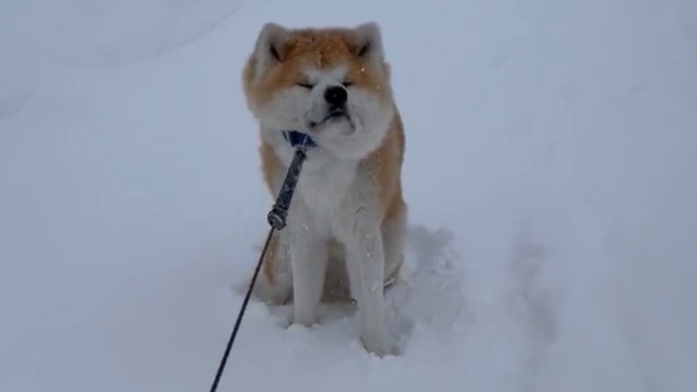 吹雪の中での攻防戦 帰りたくない と踏ん張る秋田犬が最高 その後どうなったのか飼い主に聞いた