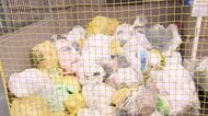 【ごみ回収現場に変化】無料ごみ袋解禁から1週間あまり…約8割が指定外の透明・半透明の袋に＿量も前年から約5％増『プラスチックごみの分別』せずに出している可能性も“マナー”徹底呼びかけ〈北海道札幌市〉