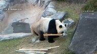 上野動物園のパンダ　来年1月に中国へ返還することが決定　シャオシャオとレイレイお別れへ