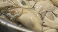 瀬戸内海のカキ大量死　岡山県の３漁協で「２年もの」の７割から８割が死んだと調査結果で明らかに【岡山】