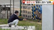 目撃相次いだ“迷子のシカ”警察施設に“出頭”　2時間にらみ合いの末に捕獲　奈良県受け入れ否定も大阪府内で調整へ