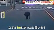 通勤中にイノシシに遭遇「こんなところにいるはずないと…」東京・江戸川区で同時間帯に9件の通報　前日には千葉・松戸市でもイノシシ目撃