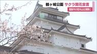 会津若松市・鶴ヶ城公園の桜が開花　去年より10日早く　福島市・信夫山公園では満開の便り