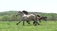 チャグチャグ馬コ参加の馬、放牧始まる　緑の大地駆け回る　岩手・滝沢市