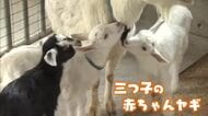 三つ子の赤ちゃんヤギ、すくすく成長中！　三国の「なかよしとんがり牧場」で3月末に誕生　19日まで名前募集　福井