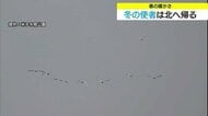 春の暖かさに誘われ！？コハクチョウ北帰行　一方で8日（日）は強烈な“寒の戻り”警報級大雪の恐れ　鳥取
