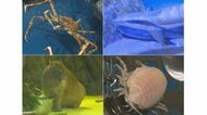「気持ち悪さをもっと出す」 “ちょっと不気味で“ユニークな水族館【愛知発】