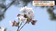 季節先取りの陽気の中、本荘公園でサクラ咲き始める　一足早い花見スポットを探索　秋田・由利本荘市