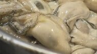 備前市日生町の瀬戸内海でカキの水揚げ始まる　養殖カキ大量死に苦慮の漁協「頑張って乗り切ろう」【岡山】