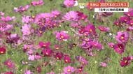 ぽかぽか陽気の“立冬”に広がるピンクのじゅうたん　五台山で300万本のコスモス見頃【高知】