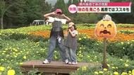 各地で秋の訪れ　花公園でケイトウやマリーゴールド見ごろ　小学校では運動会シーズン　大分