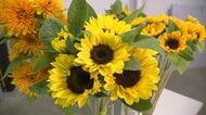 ゴージャスな八重咲きも！夏を代表する花ヒマワリ「父の日のプレゼントにもオススメ」新潟