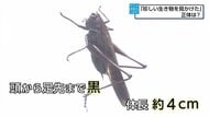 「珍しい生き物を見かけた」黒い大きめのバッタ? 視聴者が目撃した“謎の生き物”は「ヒメギス」だった