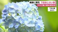 恒例の”あじさい祭り”が開幕　色鮮やかな花が訪れた人を楽しませる