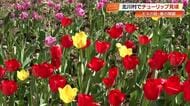 北川村『モネの庭』が開園　色鮮やかなチューリップ2万本が春を告げる【高知】