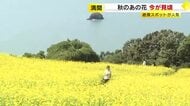 能古島の「キバナコスモス」約1万本が満開で見頃　青い海と黄色い花のコントラスト　福岡市
