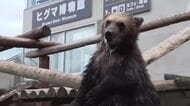 上手に捕まえられるかな？子グマ8頭が”生きた魚のつかみ取り”に挑戦！「のぼりべつクマ牧場」のハンティングタイム→悪戦苦闘する姿に歓声〈北海道登別市〉