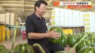“宙づり”栽培の高糖度スイカ「ルナピエナ」出荷開始　おいしい食べ方・見分け方を紹介【高知】