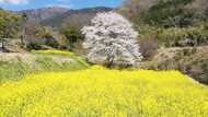【オンラインお花見】25年でようやく花つけた里山の一本桜 元気を日本中に届ける