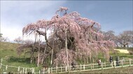日本三大桜「三春滝桜」　感染対策を取り２年ぶりに観光客受け入…