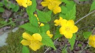 ヤマブキも1週間早く見ごろ 福井県越前市万葉の里