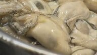 備前市日生町の瀬戸内海でカキの水揚げ始まる　養殖カキ大量死に苦慮の漁協「頑張って乗り切ろう」【岡山】
