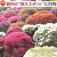 「なんてゴージャスなの！」映えスポットに外国人観光客が行列　咲き誇る3000株のツツジ、東京スカイツリーを藤の花や赤い橋と撮影できるスポットも