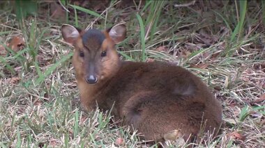 害獣「キョン」が大繁殖 千葉に7万頭超…人に慣れペットのように庭にすみ着く 「決して…