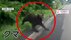 クマが道路に飛び出し車と衝突　運転手「口をぱっくり開けて飛びかか…