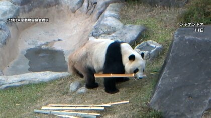 上野動物園のパンダ　来年1月に中国へ返還することが決定　シャオシャオとレイレイお別れへ