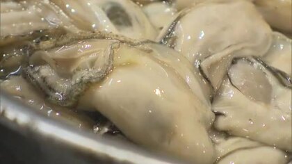 瀬戸内海のカキ大量死　岡山県の３漁協で「２年もの」の７割から８割が死んだと調査結果で明らかに【岡山】