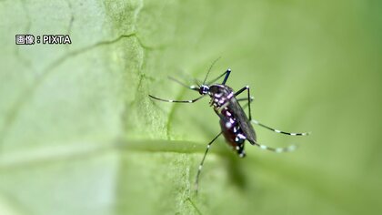 蚊のシーズン到来 「雨上がりに蚊が増える」は本当だった？ 科学博物館専門家が明かす活動条件と対策
