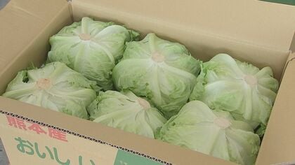 店頭でレタス1玉322円　露地野菜のレタスやキャベツが高騰　作付け遅れ5月いっぱい価格高騰続くか【熊本発】