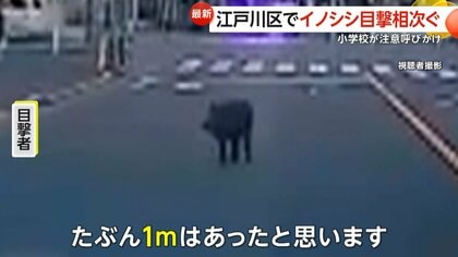 通勤中にイノシシに遭遇「こんなところにいるはずないと…」東京・江戸川区で同時間帯に9件の通報　前日には千葉・松戸市でもイノシシ目撃