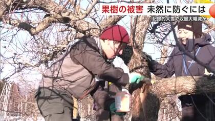 記録的な大雪、果樹の収穫量大幅減か　影響を最低限に！生産者が被害木の修復方法など学ぶ　秋田・鹿角市