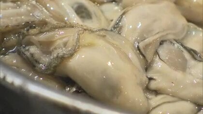水揚げしたカキの約半数が「死んでいる」備前市日生町でカキ大量死　漁協関係者「頑張って乗り切ろう」我慢の日々始まる【岡山発】